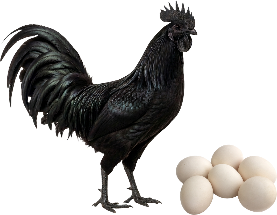 Galo Ayam Cemani e ovos férteis — imagem ilustrativa