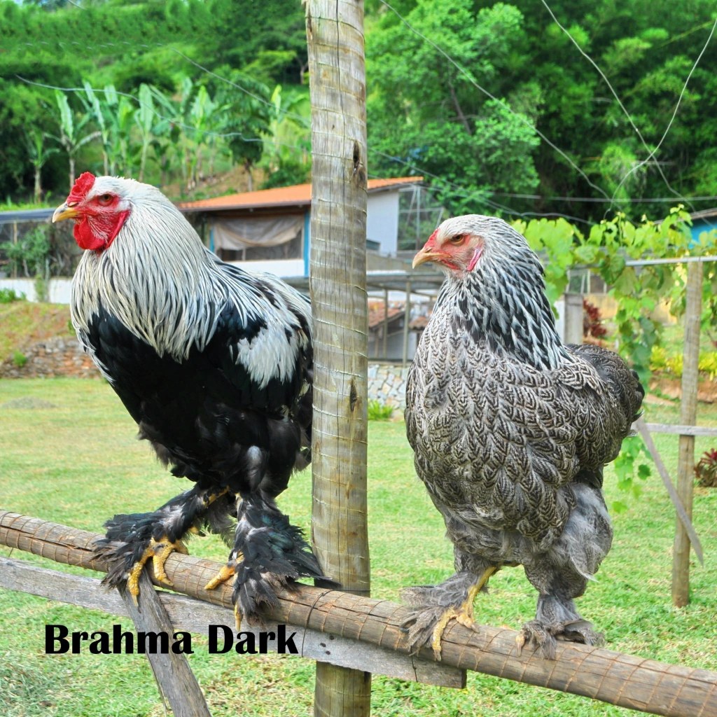 Ovos férteis Brahma